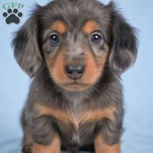 Bella, Dachshund Puppy